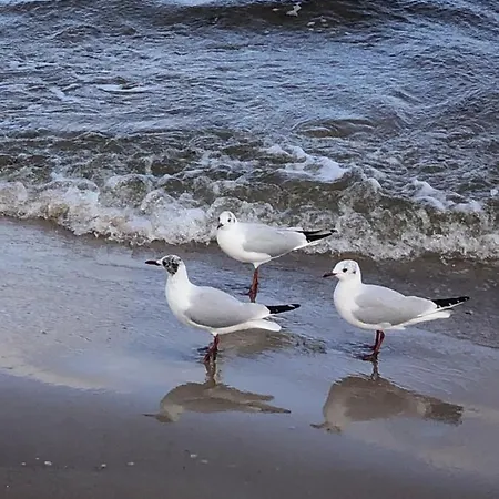 Ankerplatz Im Haus Strelasund *